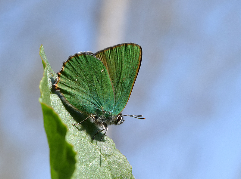 Primavera 2018 - Callophrys rubi, Lycaenidae